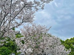-紫阳古街