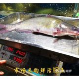 市场采购活鮰鱼，现杀后处理干净内脏等