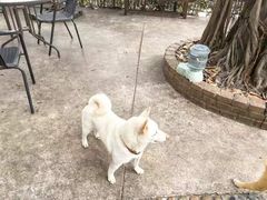 -柴犬高等学院·狗咖·柴犬售卖·宠物训练