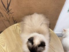 -楼上猫咖(罗湖店)