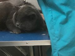 -芭比堂动物医院广州顽皮分院