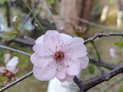 -八大山人梅湖景区