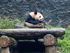 -都江堰中华大熊猫苑