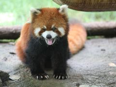 -五龙山野生动物王国