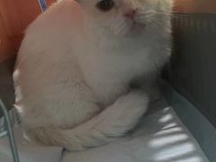 -福懋动物医院·犬猫全科·外科·重症科(杏林分院)