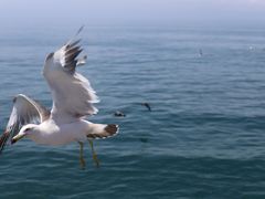 -海驴岛(荣成市)