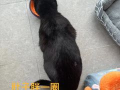 -莘程宠物医院(金山店)