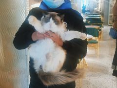 -喵喵咪呀布偶猫咖(春熙路店)