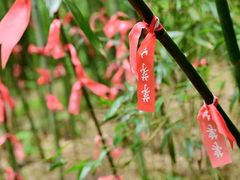 -都江堰中华大熊猫苑