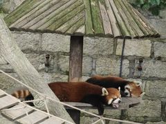 -上海野生动物园
