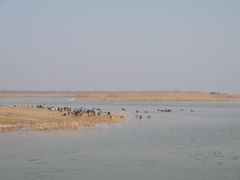 -盐城丹顶鹤湿地生态旅游区