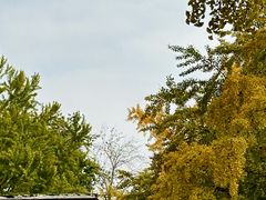 -三里屯东五街银杏大道