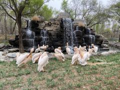 -北京野生动物园