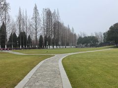 -合肥滨湖国家森林公园