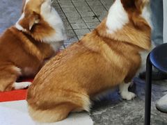 -小梁哥云吞面(黄贝岭店)