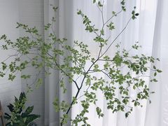 -植物学家的女儿(北马道巷店)