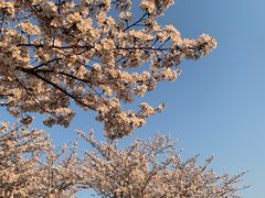 -高东镇樱花园