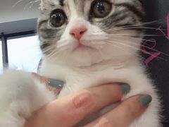 -喵zoo家庭繁育猫舍(尖东智能花园店)