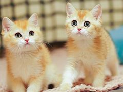 -Bastet sally猫舍购宠(静安店)
