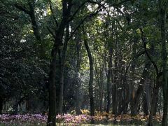 -杭州植物园