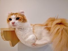 -momokira米努特·德文卷毛猫·棉花面纱犬