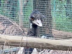 -青藏高原野生动物园