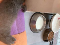 -帕帕拉兹宠物(亚洲旗舰店)