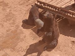 -昆明动物园