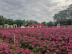-松山湖梦幻百花洲