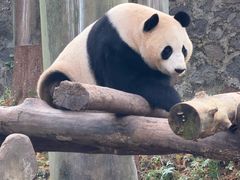 -都江堰中华大熊猫苑
