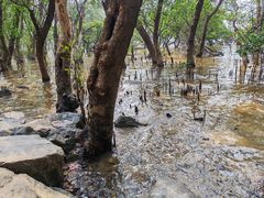 -宝安西湾红树林湿地公园