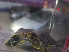 -双季花艺园艺市场(浦东店)