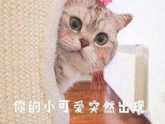 -巧云大馄饨(南阴阳营总店)