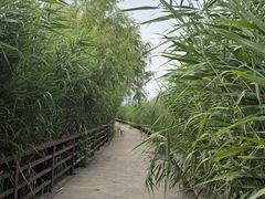 -绿堤公园