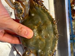 -北塘海鲜·天津菜·鲅鱼水饺是一绝(大光明桥旗舰店)