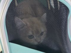 -天宠宠物医院24小时·急重症诊疗中心·全科·腔镜特色(和平分院)