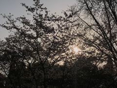 -武汉大学-樱园