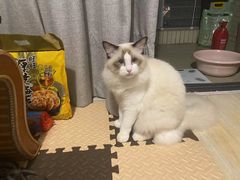 -瑞鹏宠物医院·骨科·猫科·内科(第一中心)