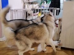 -Husky Go! 哈士奇体验馆·宠物咖啡厅狗咖