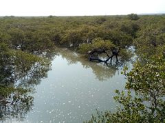 -北海金海湾红树林生态旅游区