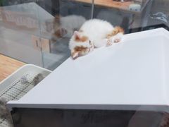 -狗道宠物(常熟印象城店)