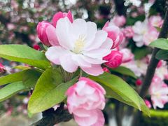 -海棠花溪(元大都城垣遗址公园)