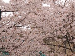 -武汉大学-樱园