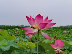 -西青郊野公园