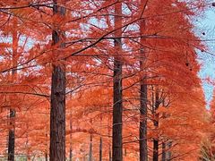 -小芝红树林