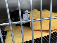 -创凡宠物医院·骨专科  猫科中心(西乡分院)