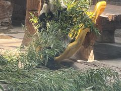 -石家庄市动物园