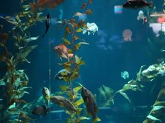 -瑞普利水族馆