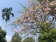 -柬埔寨国家博物馆