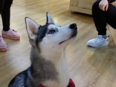 -Husky Go! 哈士奇体验馆·宠物咖啡厅狗咖